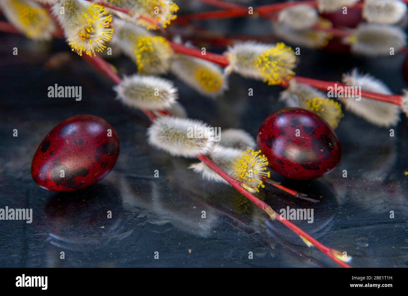 Easter composition of willow branches and colored eggs reflected in the ...