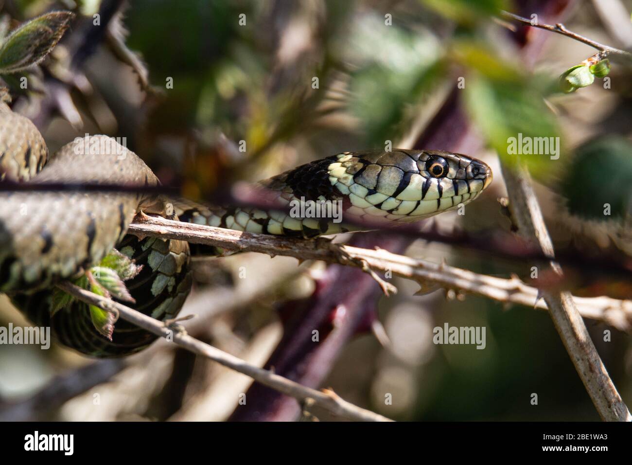 Grass Snake Stock Photo