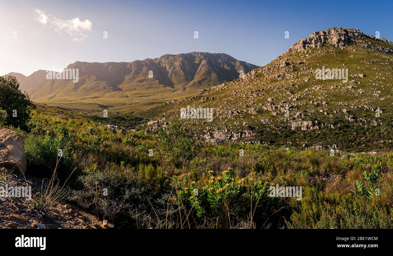 Fynbos growing in beautiful Kogelberg nature reserve Betty's Bay South Africa Stock Photo