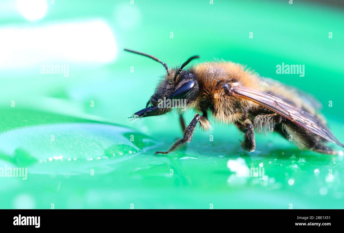 An exhausted bee feeding on sugar water Stock Photo
