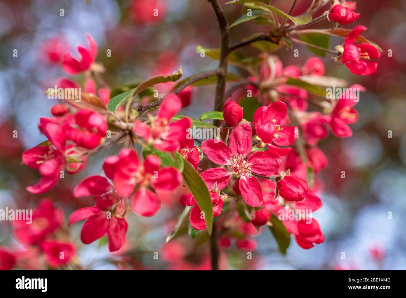 Red crab apple flowers on an apple tree close up in spirng Stock Photo