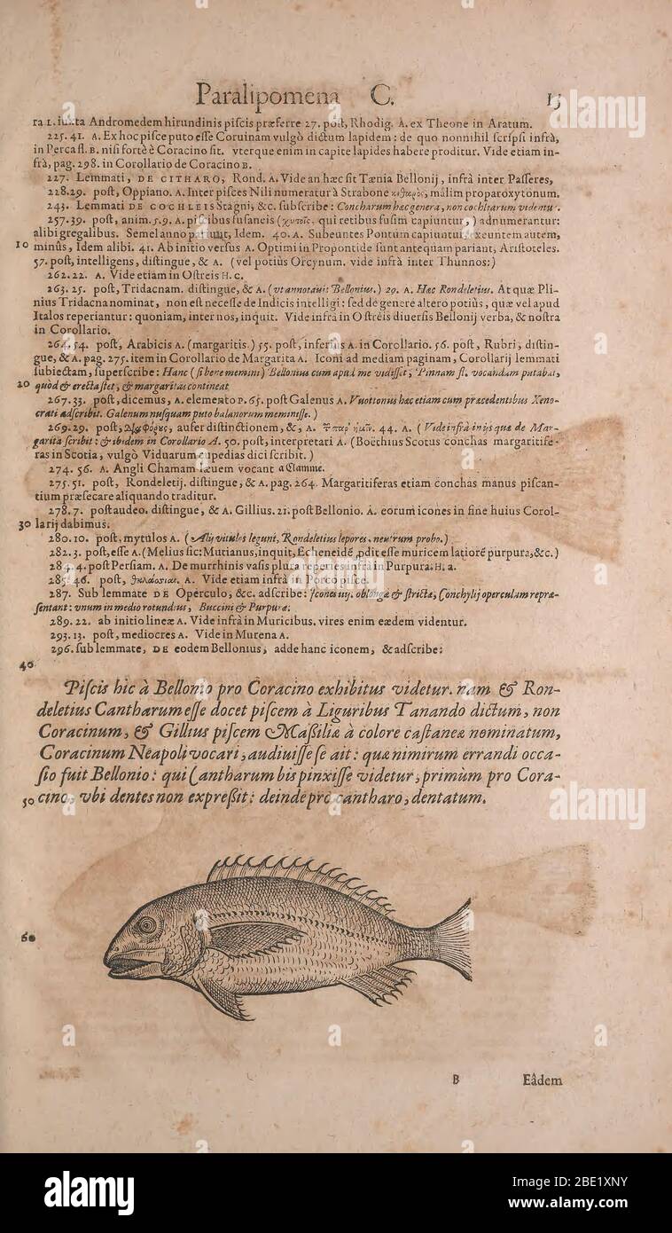 Historia animalium ("History of the Animals"), published in 1551–1558 and 1587, by Conrad Gessner. Stock Photo