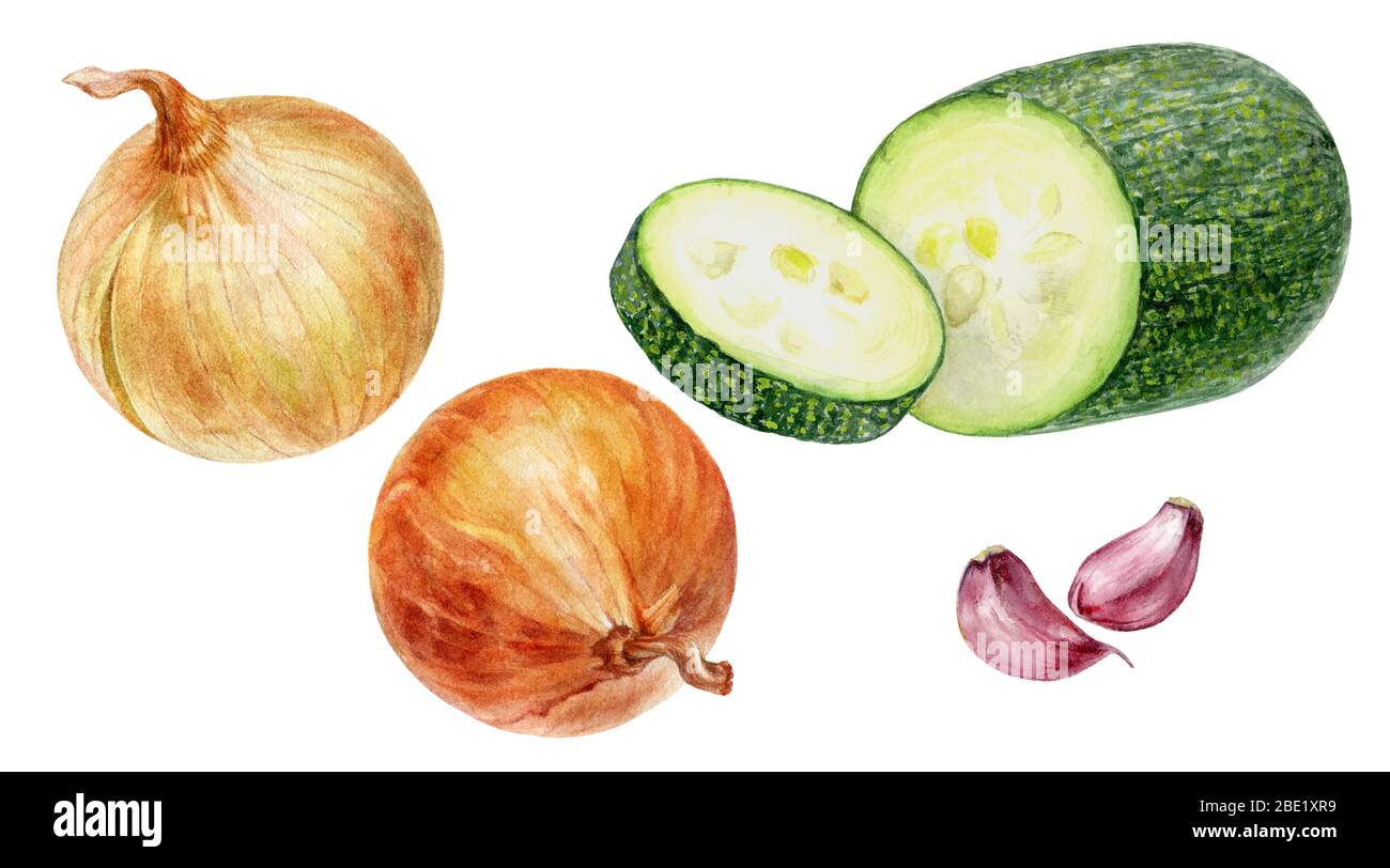 Purple onion bulb watercolor isolated on white background Stock Photo