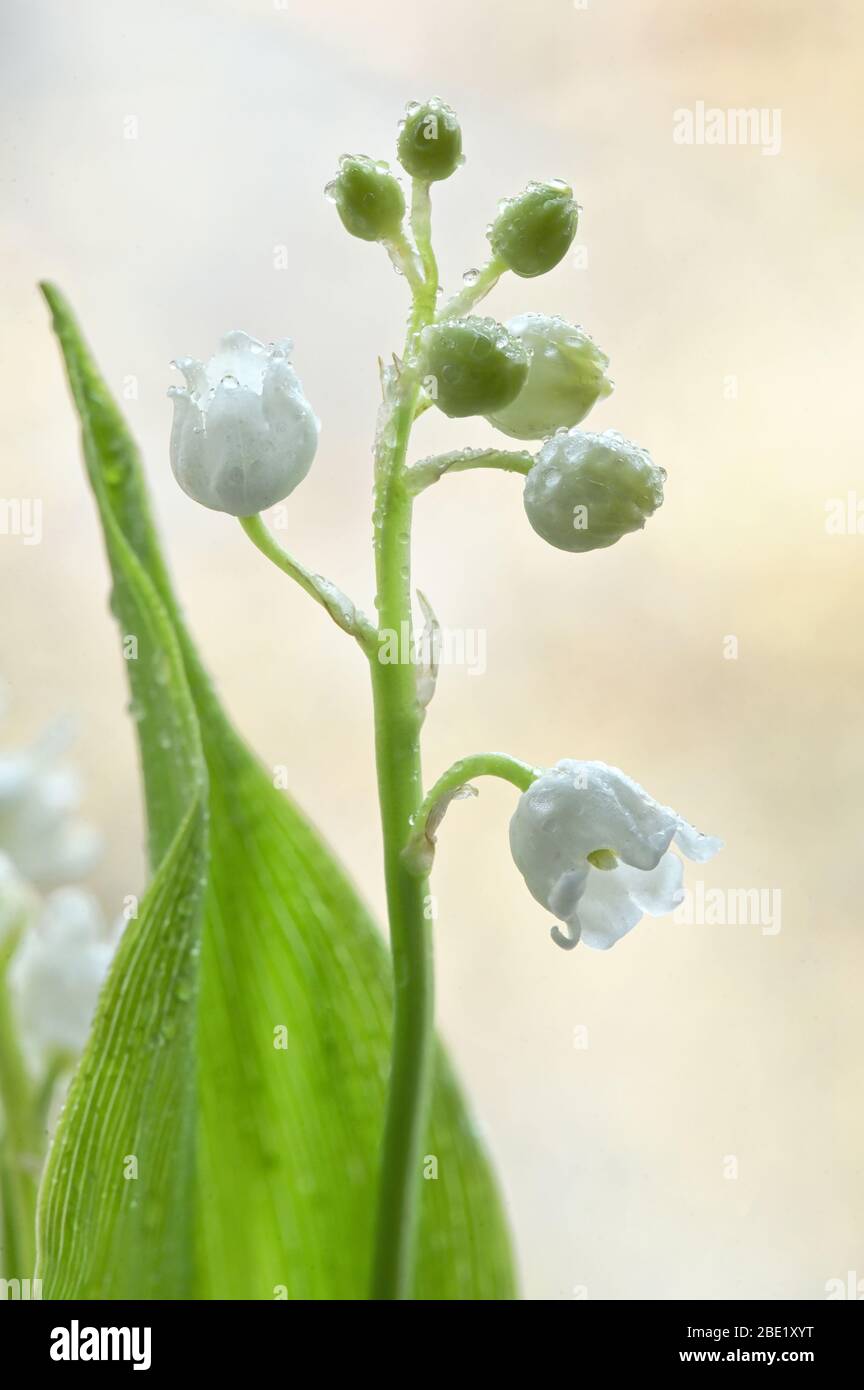 Flowers Smell Lily Of The Valley Or May-Lily With Drops Stock Photo