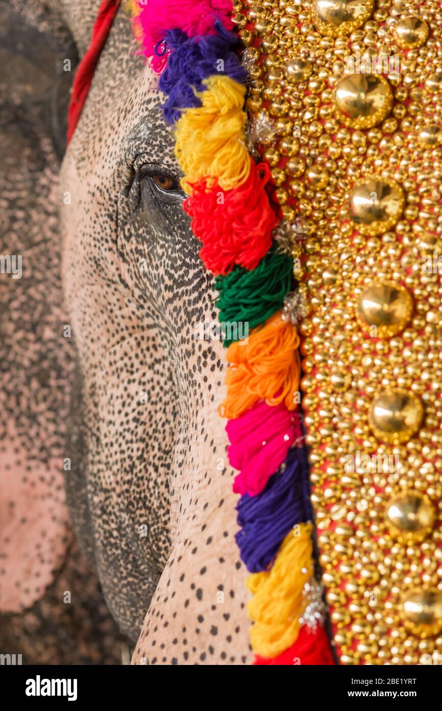 Decorated elephant at temple festival close up in Kerala, India Stock Photo