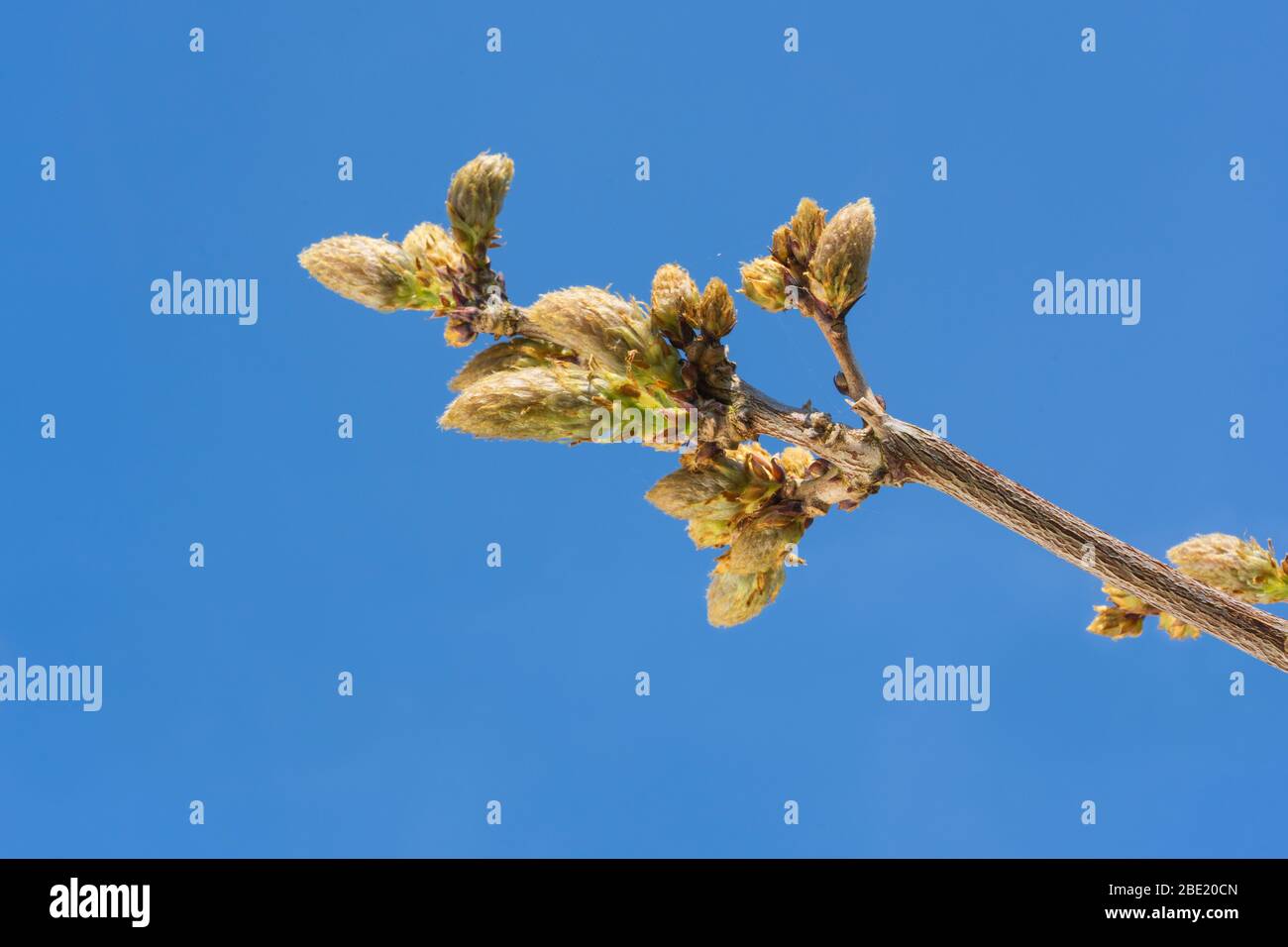Flower buds wisteria hi-res stock photography and images - Alamy