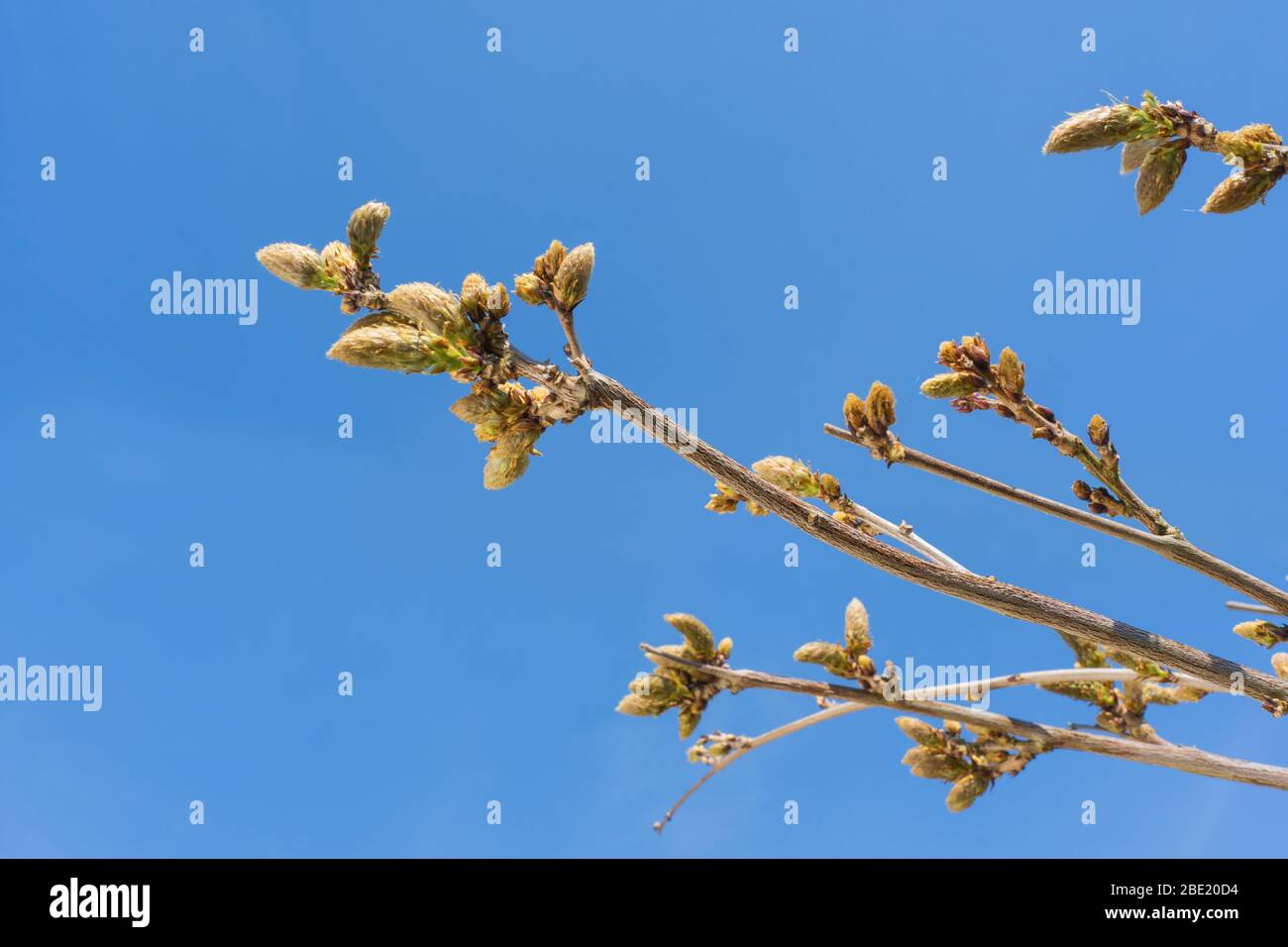 Wisteria flower buds against a plain blue sky background. UK Stock Photo