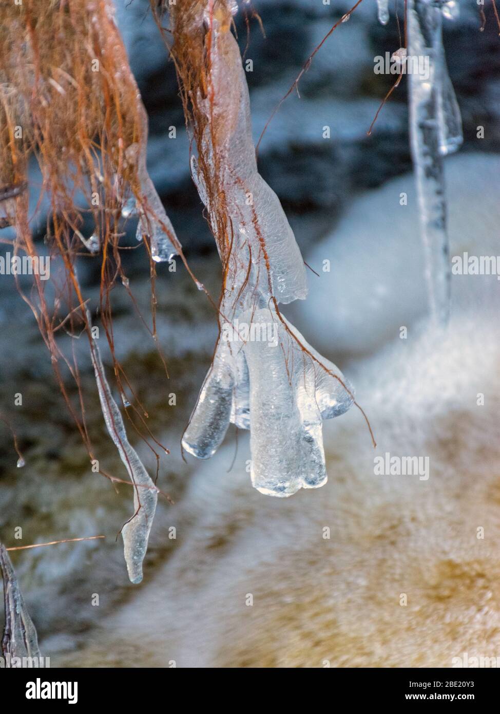 abstract picture with ice cubes embracing grass and tree roots ...