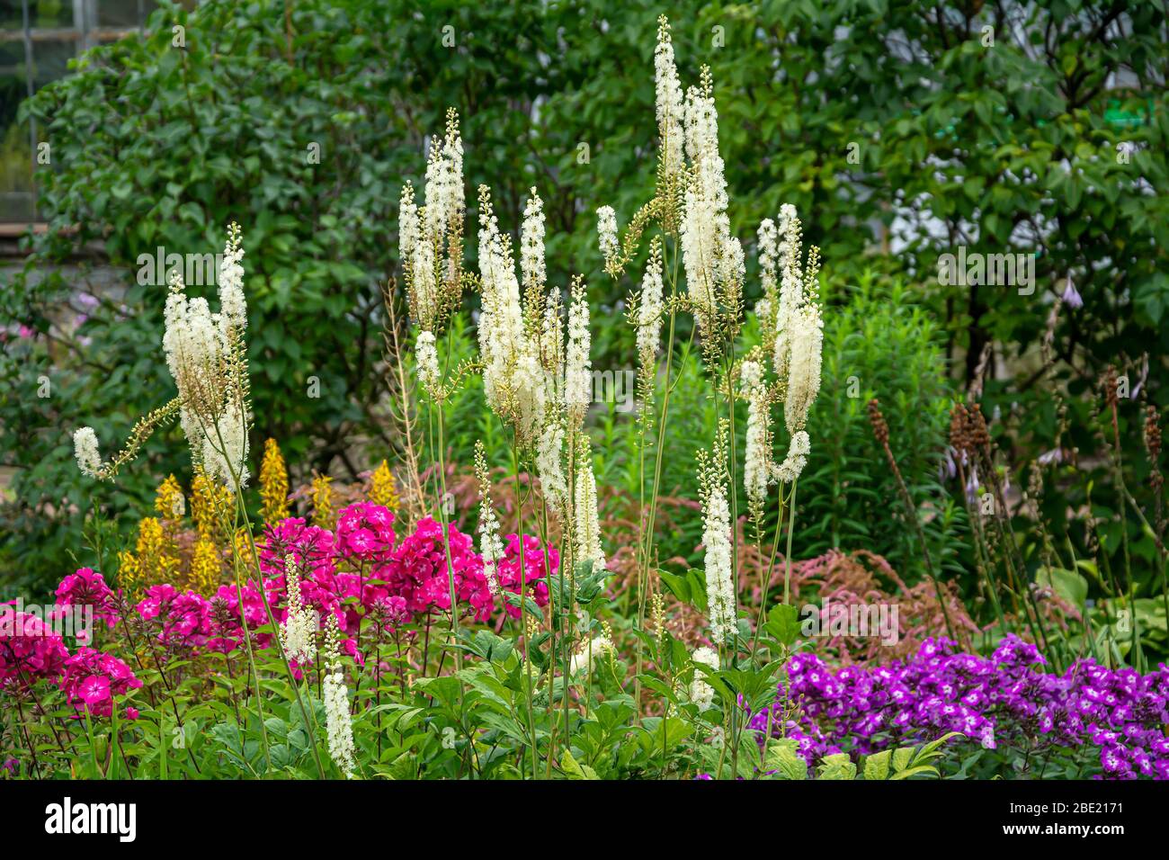 Flowering bush Cimicifuga racemosa on a background of grasses and shrubs in late summer Stock Photo