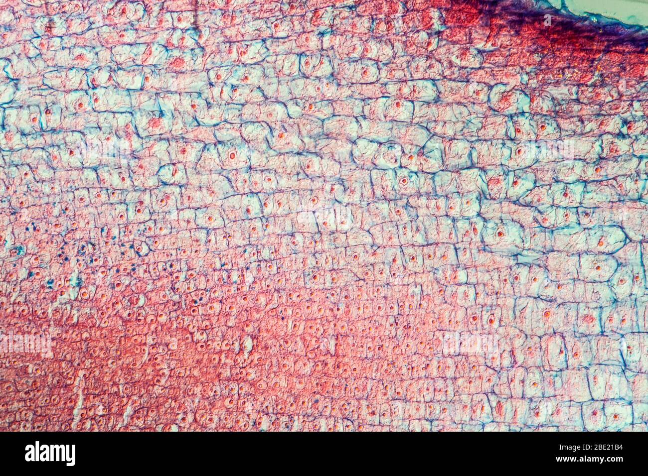 Gladiolus with root tip across 100x Stock Photo - Alamy