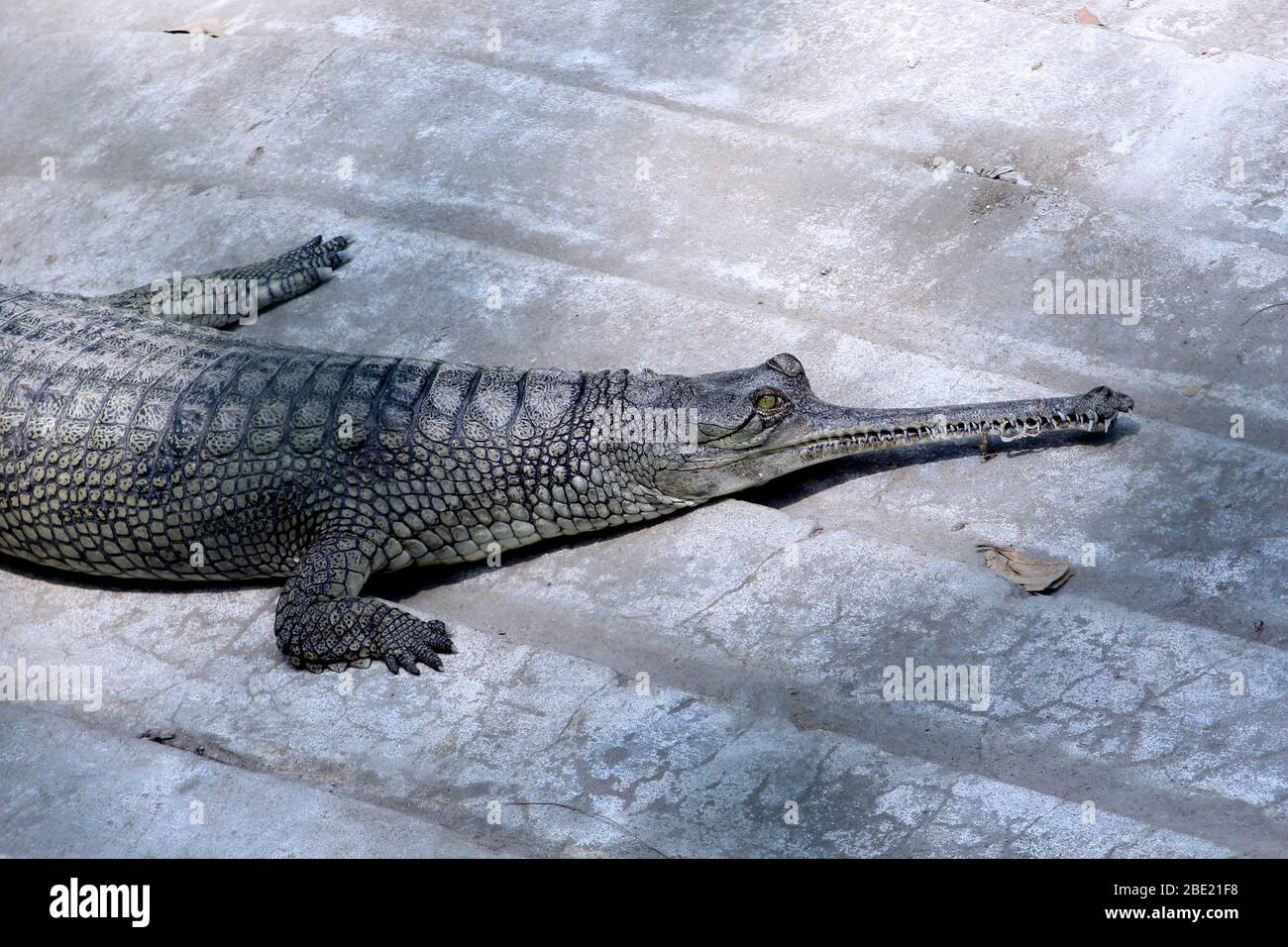 Gharial Gavialis Gangeticus Gharial Fish Eating Crocodile Resting In National Park Selective Focus With Blur Background Stock Photo Alamy Gharial Gavialis Gangeticus Gharial Fish Eating Crocodile Resting In National Park Selective Focus With Blur Background Stock Photo Alamy