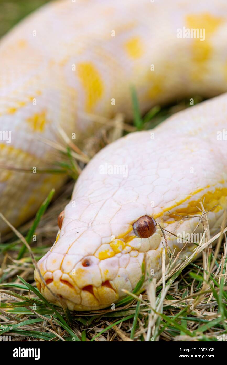 Snake closeup to head Stock Photo