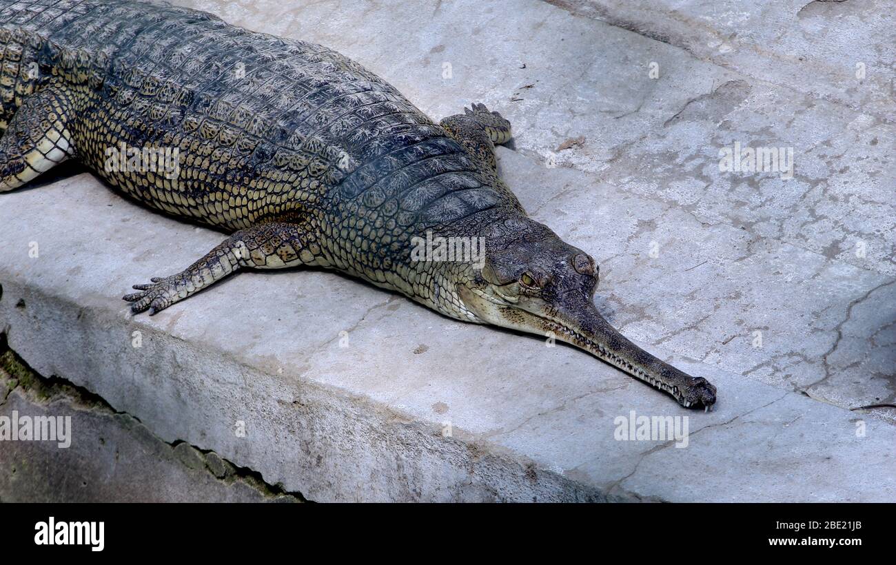 Gharial Gavialis Gangeticus Gharial Fish Eating Crocodile Resting In National Park Selective Focus With Blur Background Stock Photo Alamy Gharial Gavialis Gangeticus Gharial Fish Eating Crocodile Resting In National Park Selective Focus With Blur Background Stock Photo Alamy