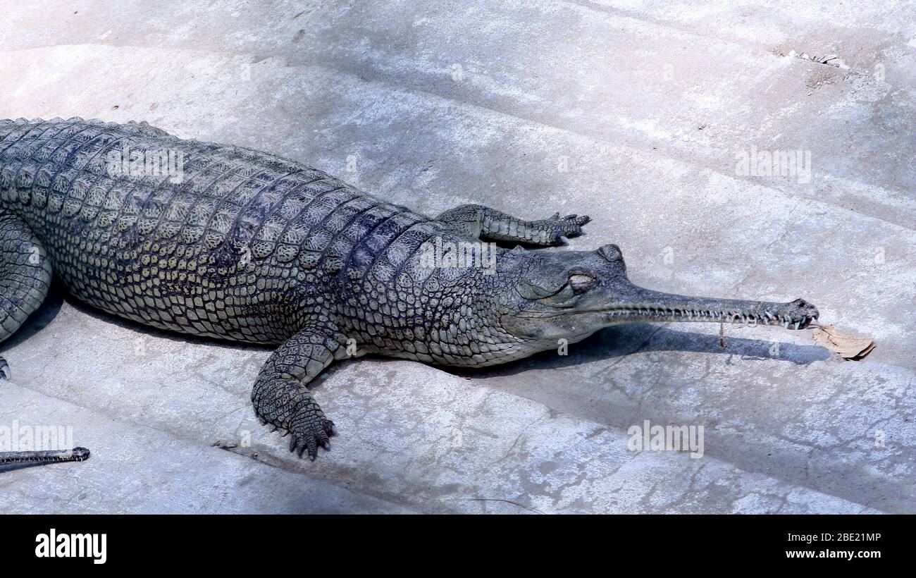 The gharial (Gavialis gangeticus), also known as the gavial, is a crocodilian in the family Gavialidae. Stock Photo