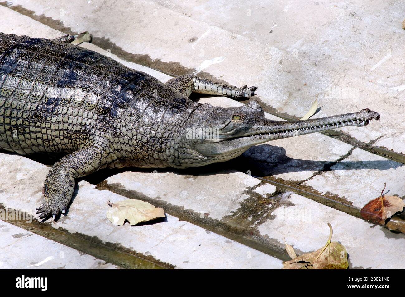 Gharial crocodile