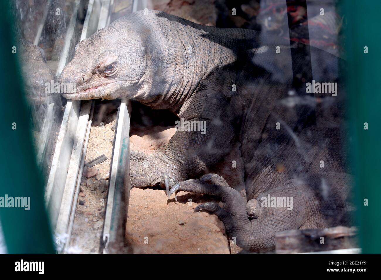 Komodo dragon is on the ground. Interesting perspective. The low point shooting. Indonesia. Komodo National Park. An excellent illustration. Stock Photo