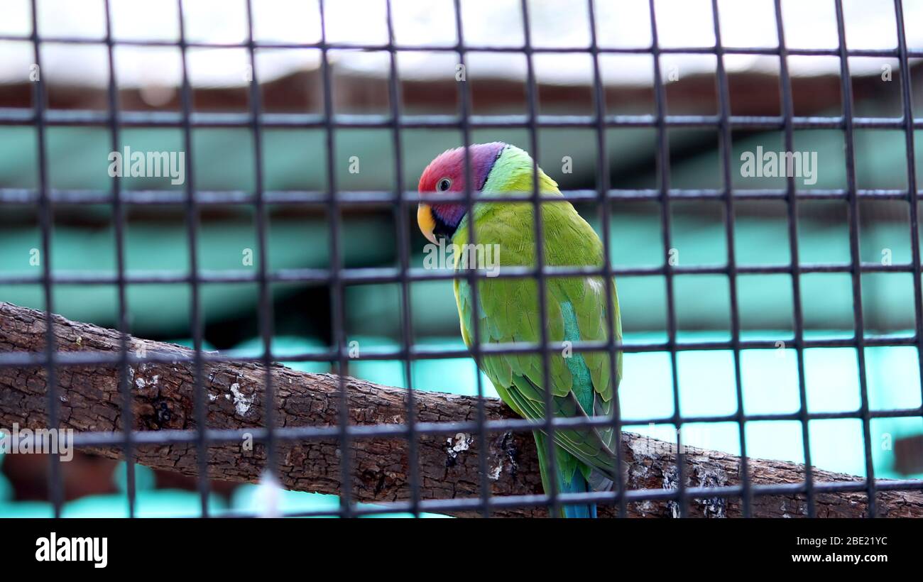 Parrot cage cover hi-res stock photography and images - Alamy - Large Parrot Cage For Yellow And Blue Nape