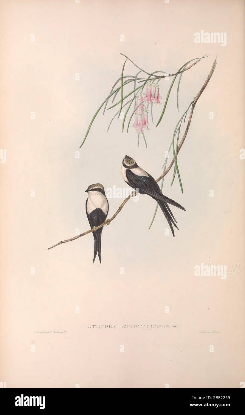 The birds of Australia By John Gould Stock Photo