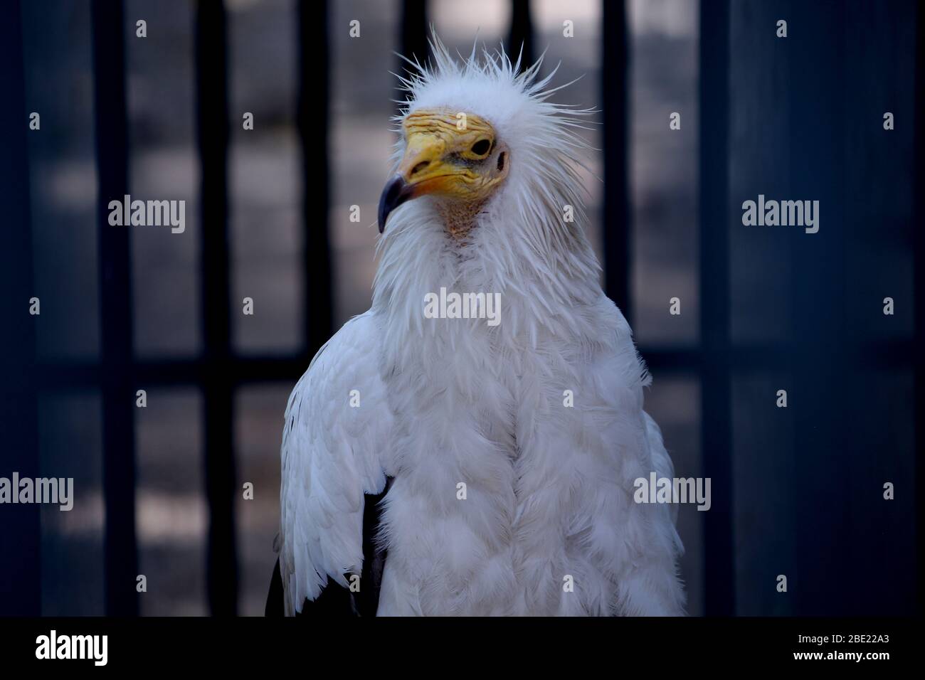 white vulture, Hooded Vulture. Necrosyrtes monachus Stock Photo Alamy