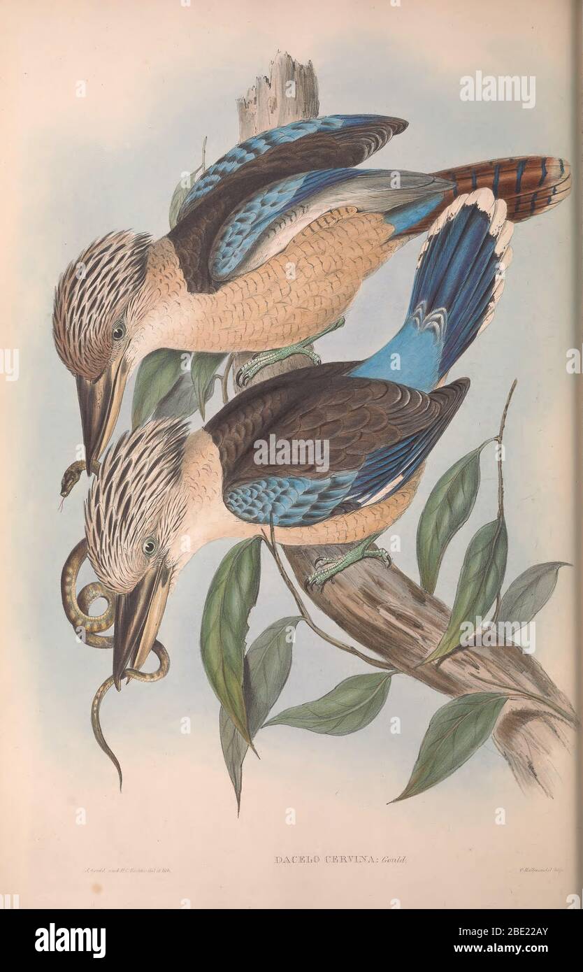 The birds of Australia By John Gould Stock Photo
