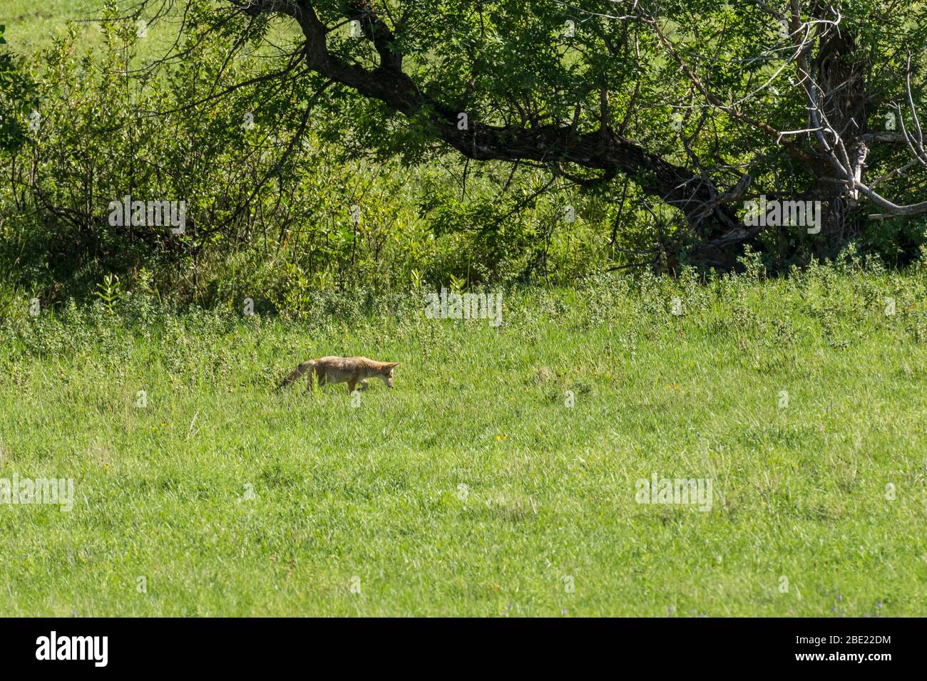A Coyote In A South Dakota Grassland Stock Photo