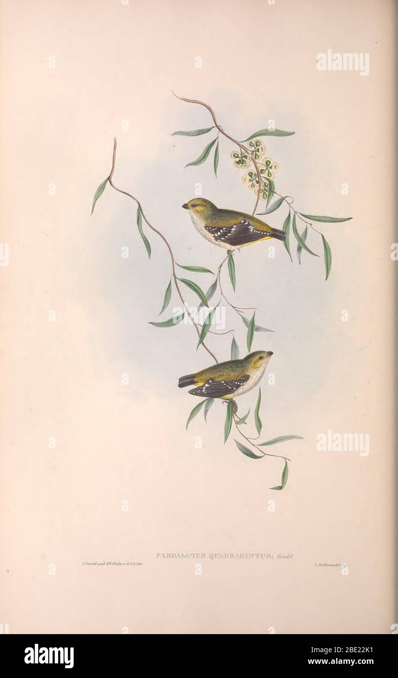 The birds of Australia By John Gould Stock Photo