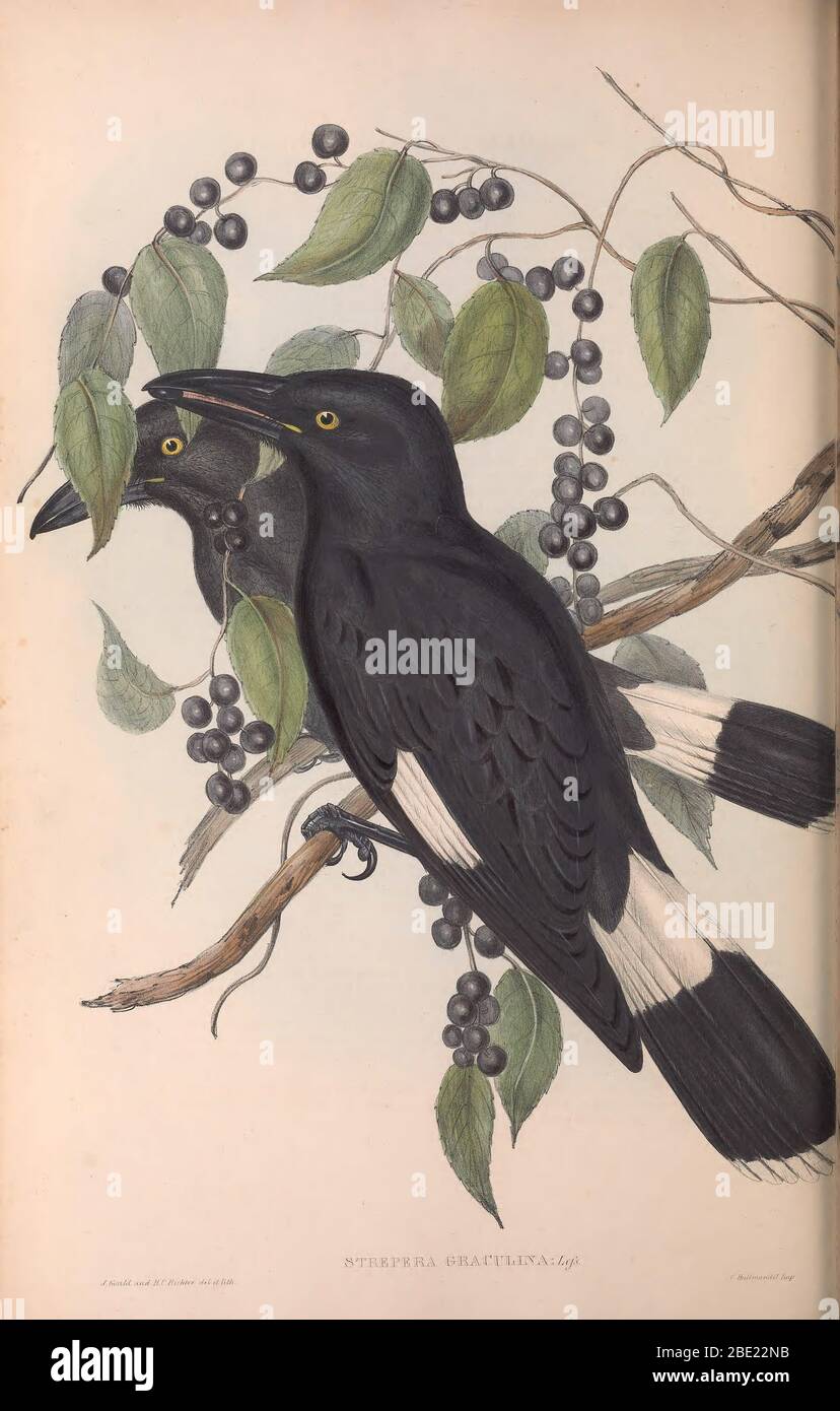 The birds of Australia By John Gould Stock Photo