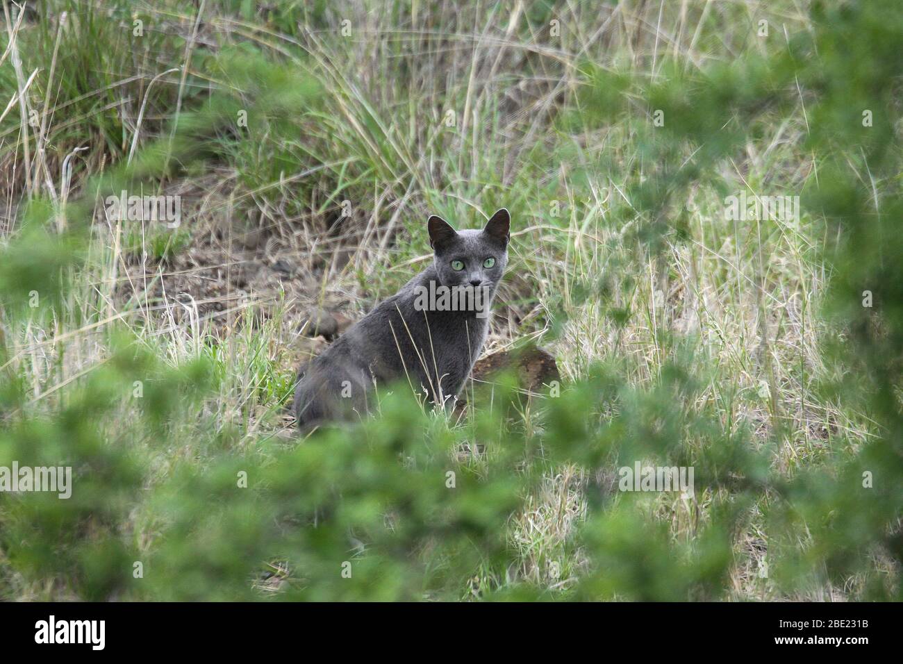 African wild cat (Felis silvestris libyca or Felis lybica) In the grass. This small, slender cat generally inhabits forested areas but can be found in Stock Photo