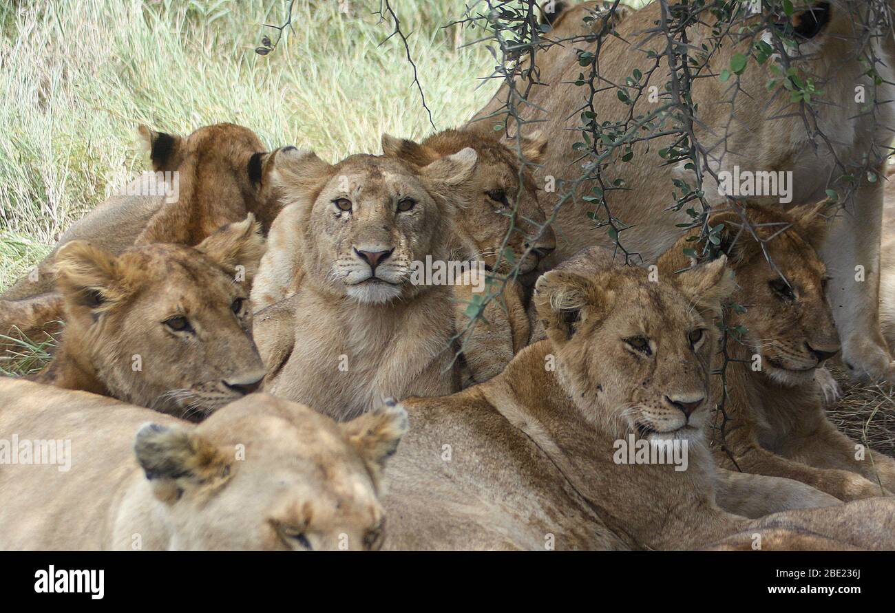A litter of young lion cubs Photographed at Serengeti National Park