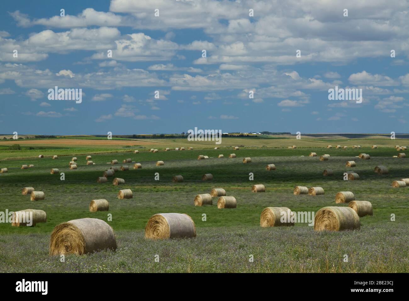 Round Hay Bales In A Field Stock Photo - Alamy