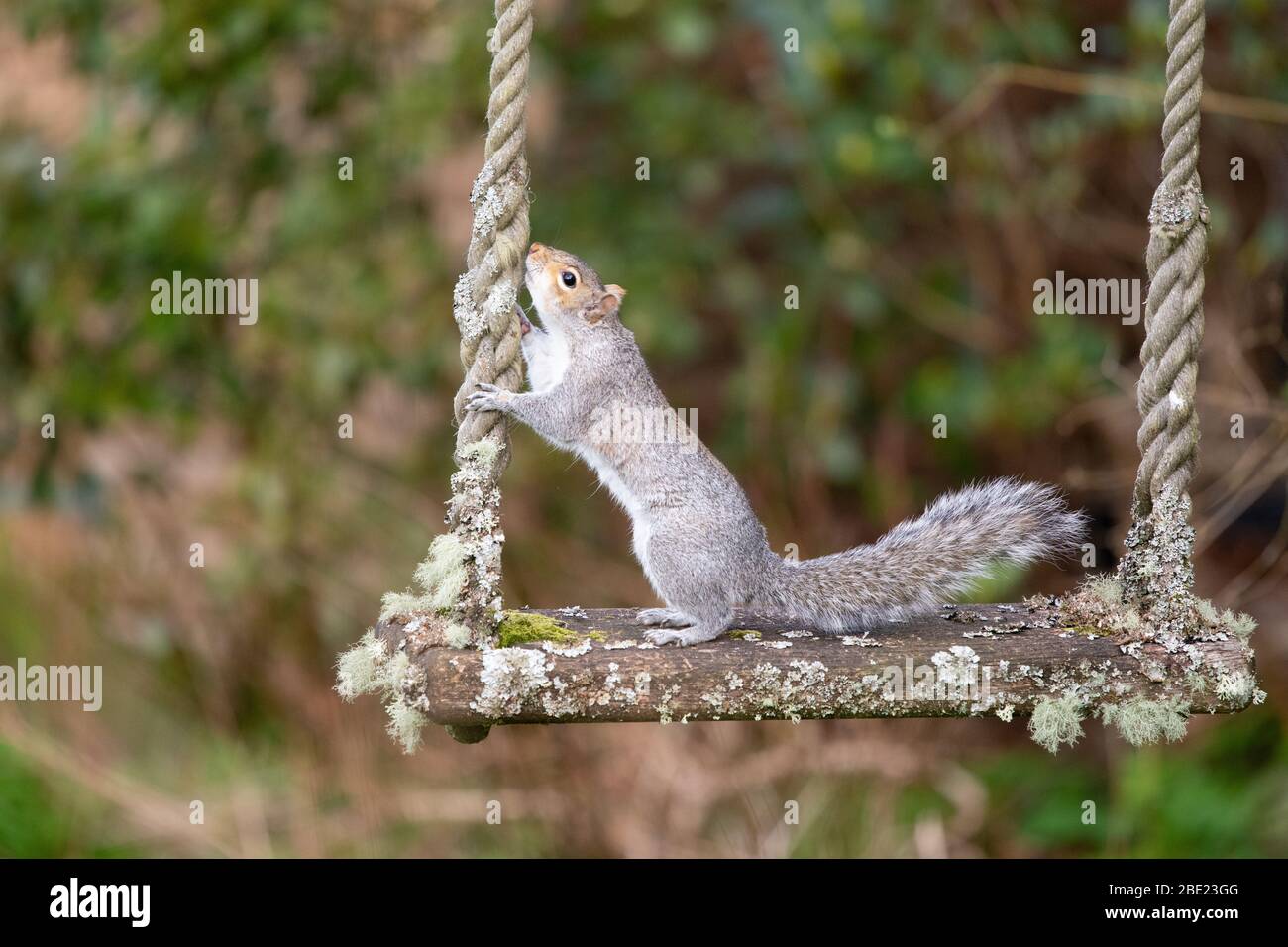 Killearn, Stirlingshire, Scotland, UK. 11th Apr, 2020. a grey squirrel sitting on a lichen covered swing in a Stirlingshire garden. Enjoying local and garden wildlife is becoming increasingly important to many people during the coronavirus pandemic lockdown Credit: Kay Roxby/Alamy Live News Stock Photo