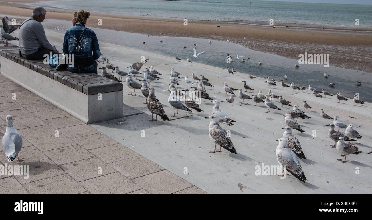 Seagulls watch two people in anticipation of getting fed, Margate, Kent, UK Stock Photo