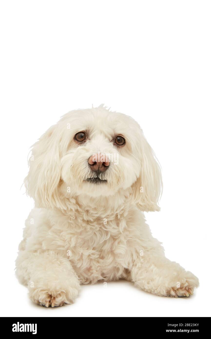 Cute Bichon Havanese dog is lying in the photo studio Stock Photo