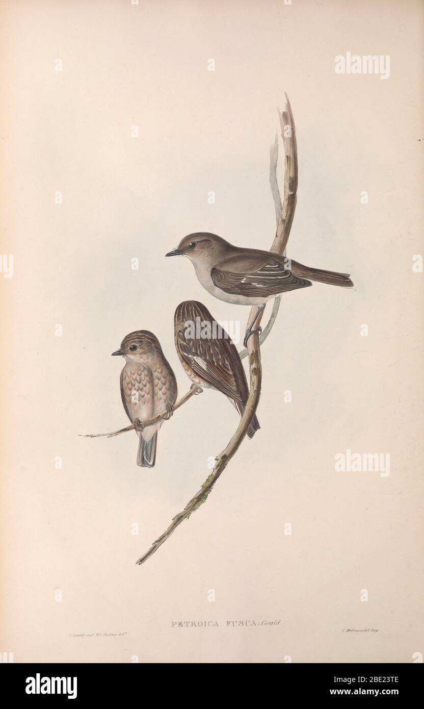 The birds of Australia By John Gould Stock Photo