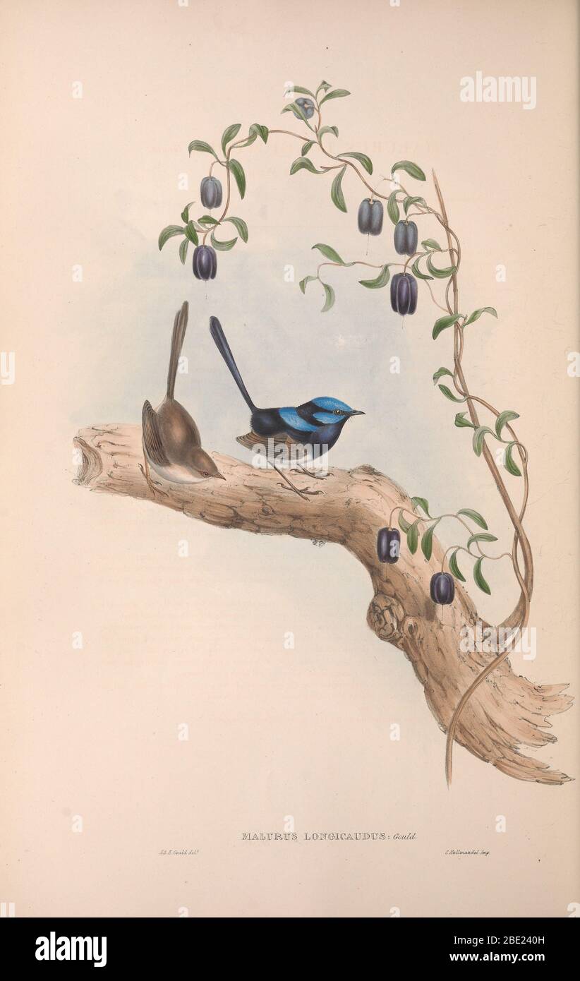 The birds of Australia By John Gould Stock Photo