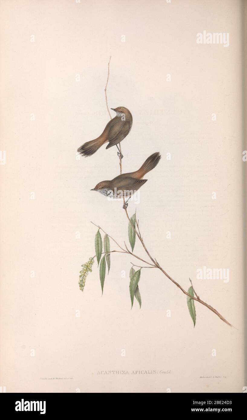 The birds of Australia By John Gould Stock Photo