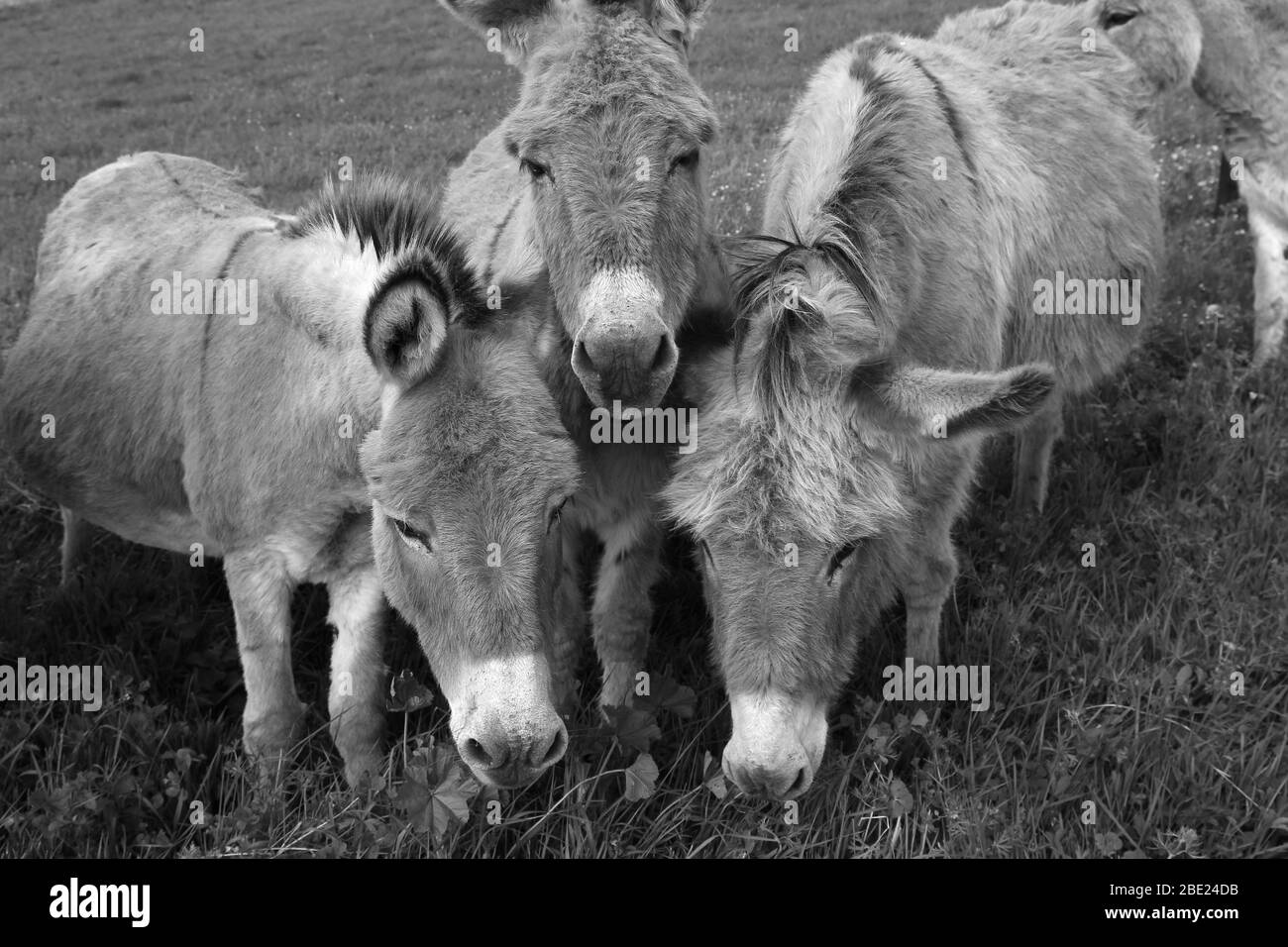Three Miranda donkeys intrigued by the photographer (St Michel de Montaigne, Dordogne, France) Stock Photo