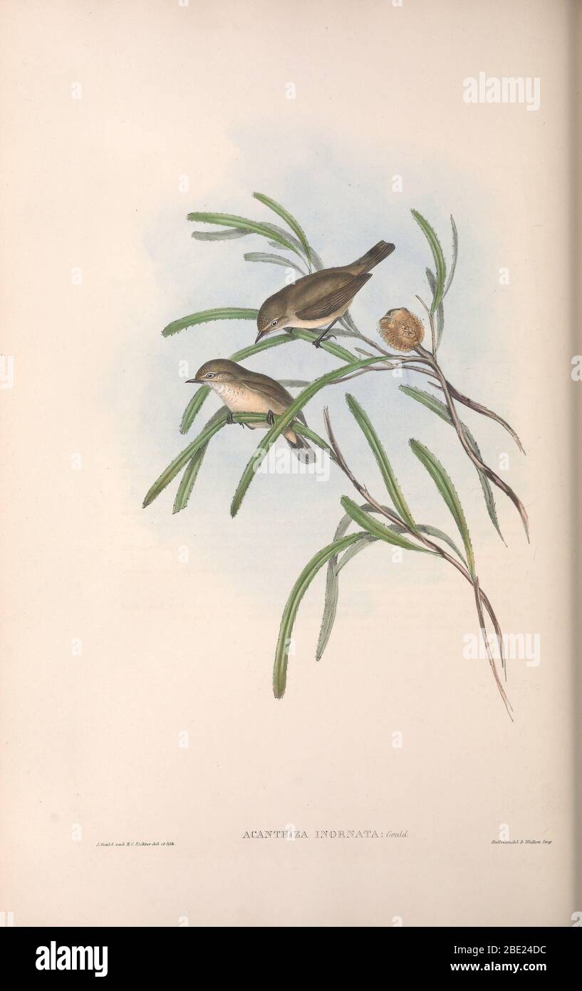 The birds of Australia By John Gould Stock Photo