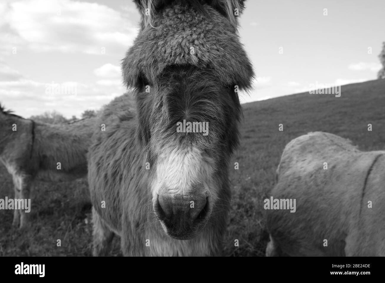 Miranda donkey intrigued by the photographer (St Michel de Montaigne, Dordogne, France) Stock Photo