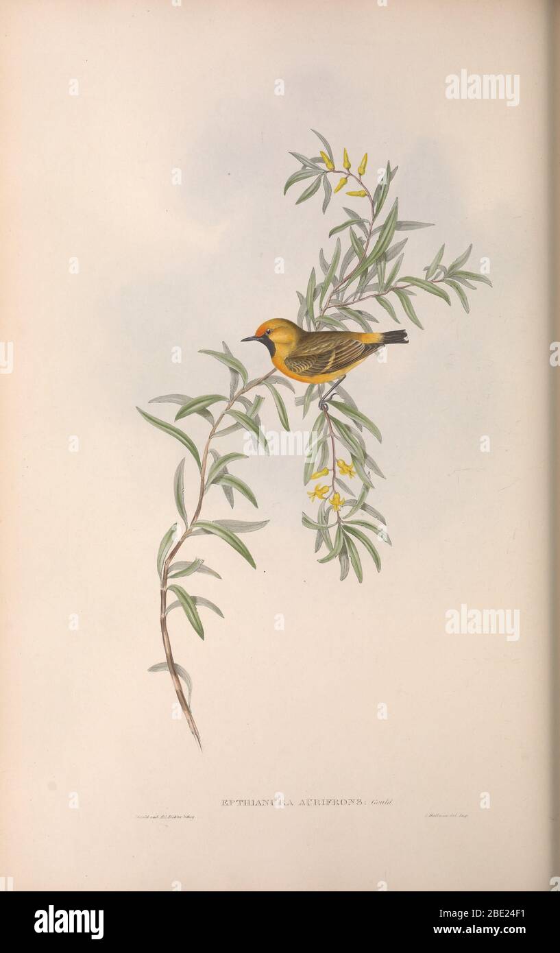 The birds of Australia By John Gould Stock Photo