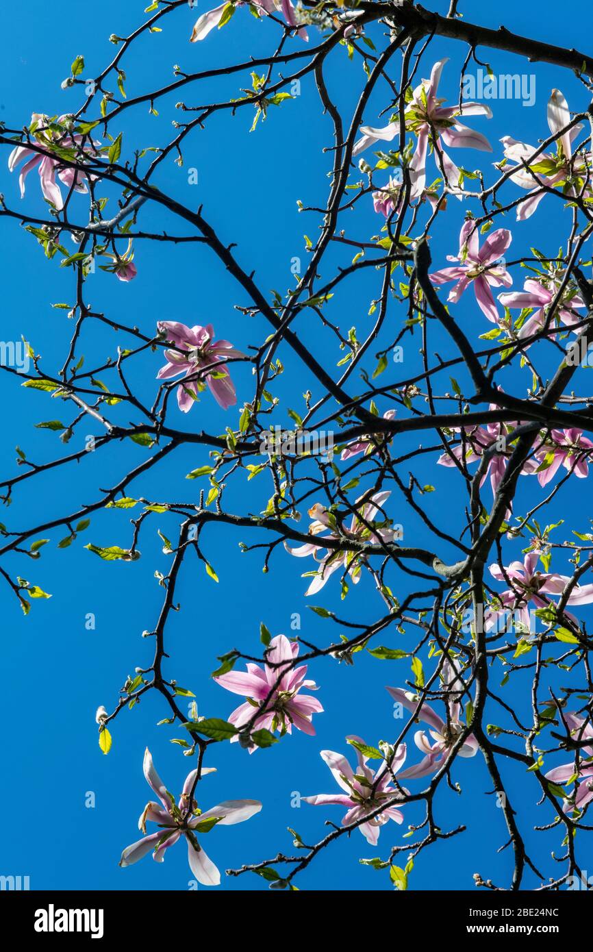 A flowering magnolia tree from below, looking up at a bright blue sky ...
