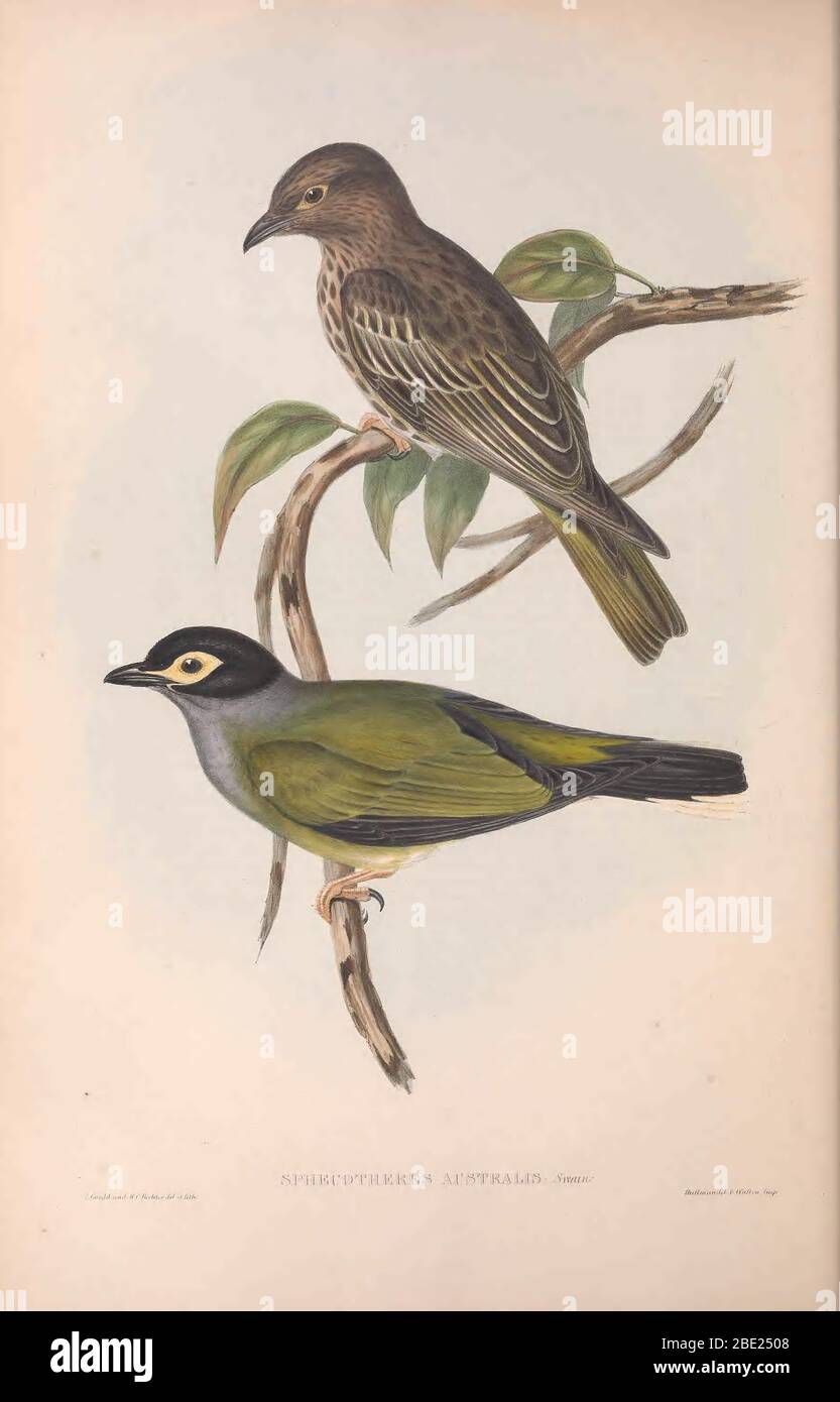 The birds of Australia By John Gould Stock Photo