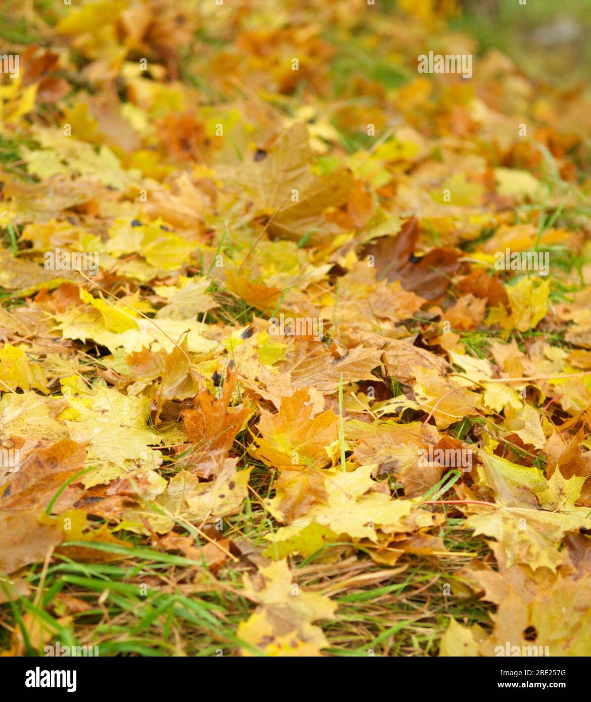Autumn leaves on the ground. Abstract background Stock Photo - Alamy