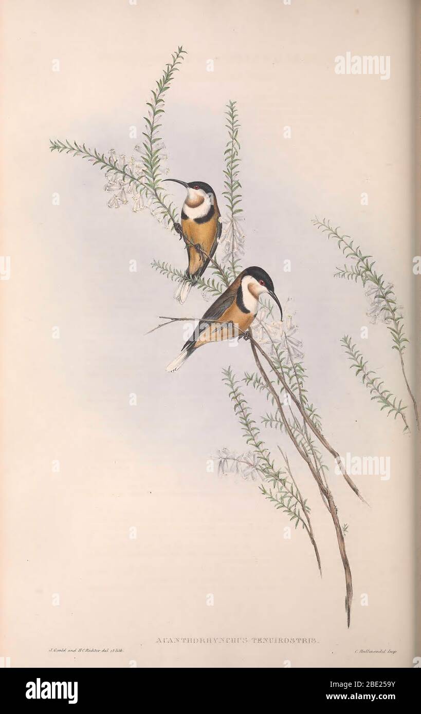 The birds of Australia By John Gould Stock Photo