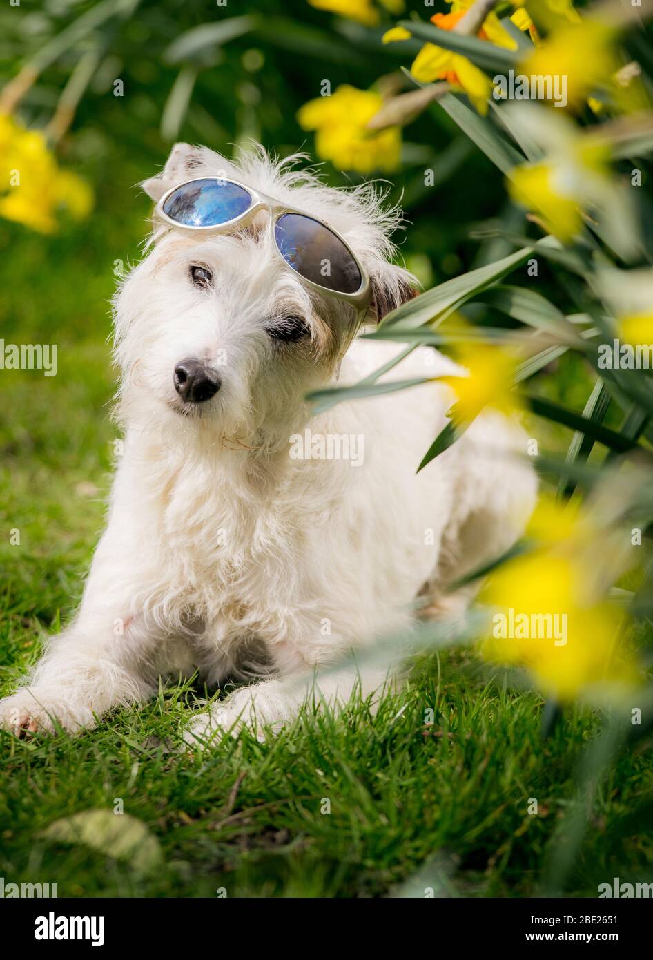Smurf the performing dog - the Parson Russell Terrier has the Guinness World record for most tricks in 1 minute. Stock Photo