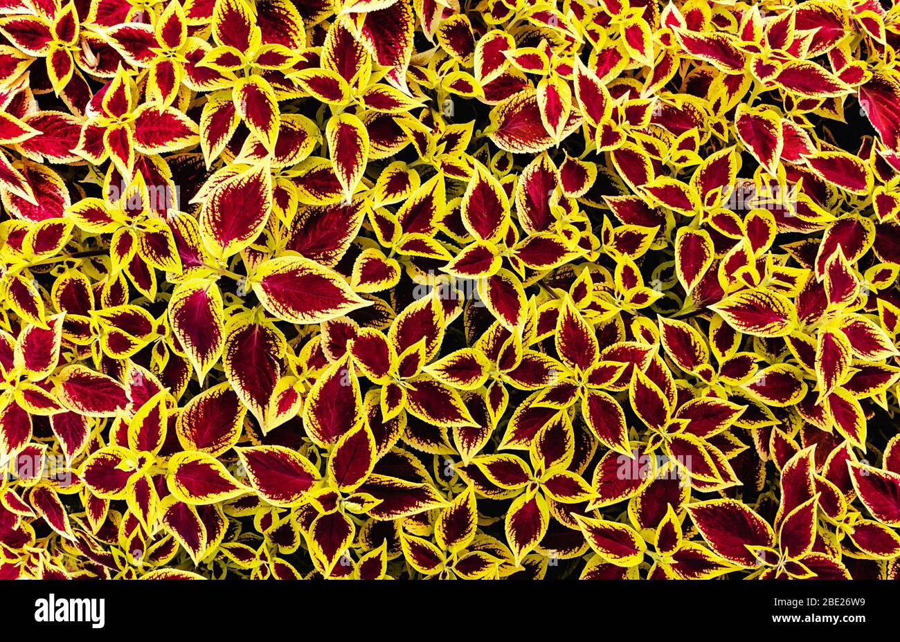 Natural Design High Resolution Stock Photography And Images Alamy Natural Design High Resolution Stock Photography And Images Alamy