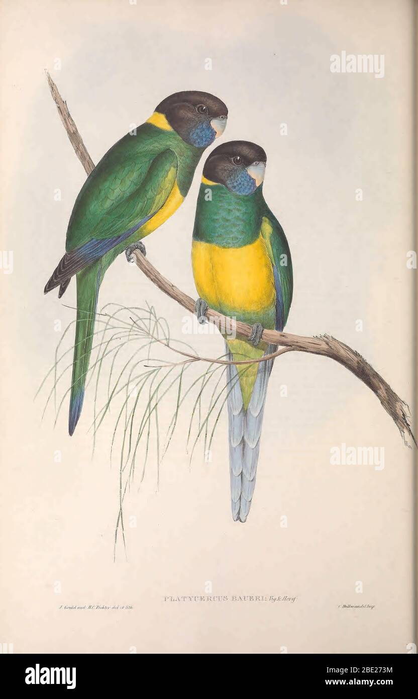 The birds of Australia By John Gould Stock Photo