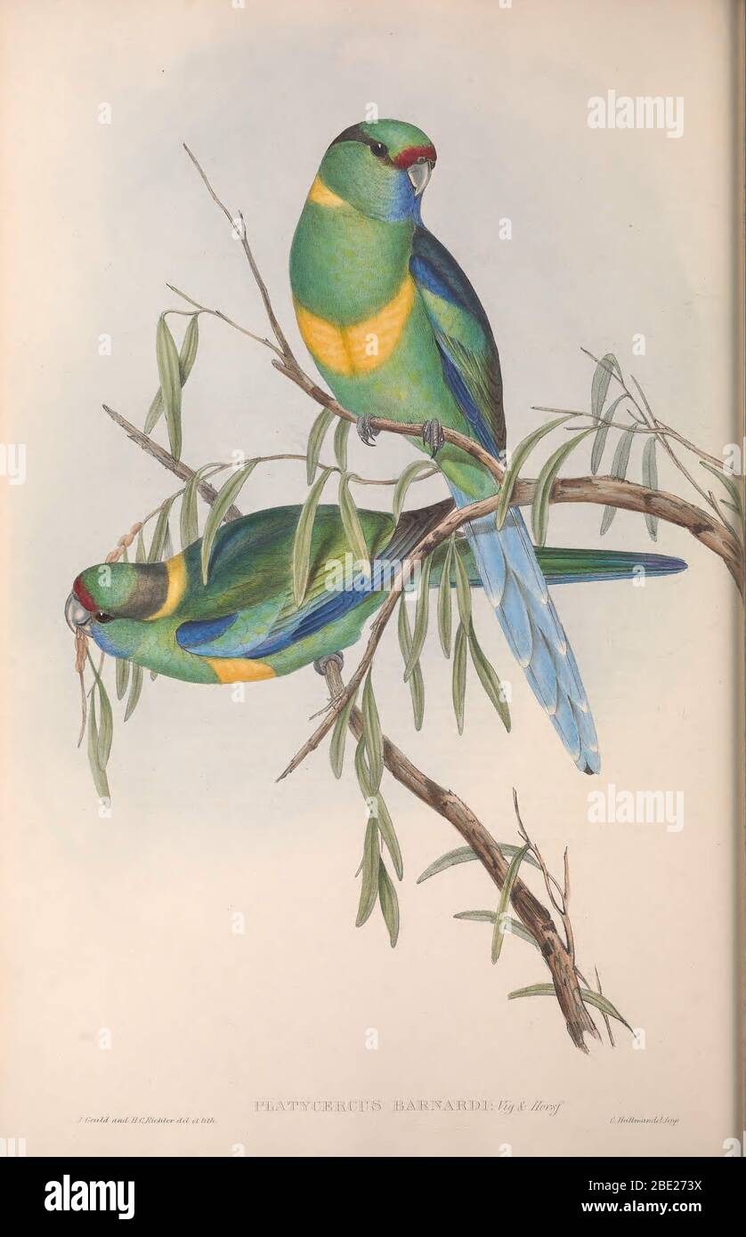 The birds of Australia By John Gould Stock Photo