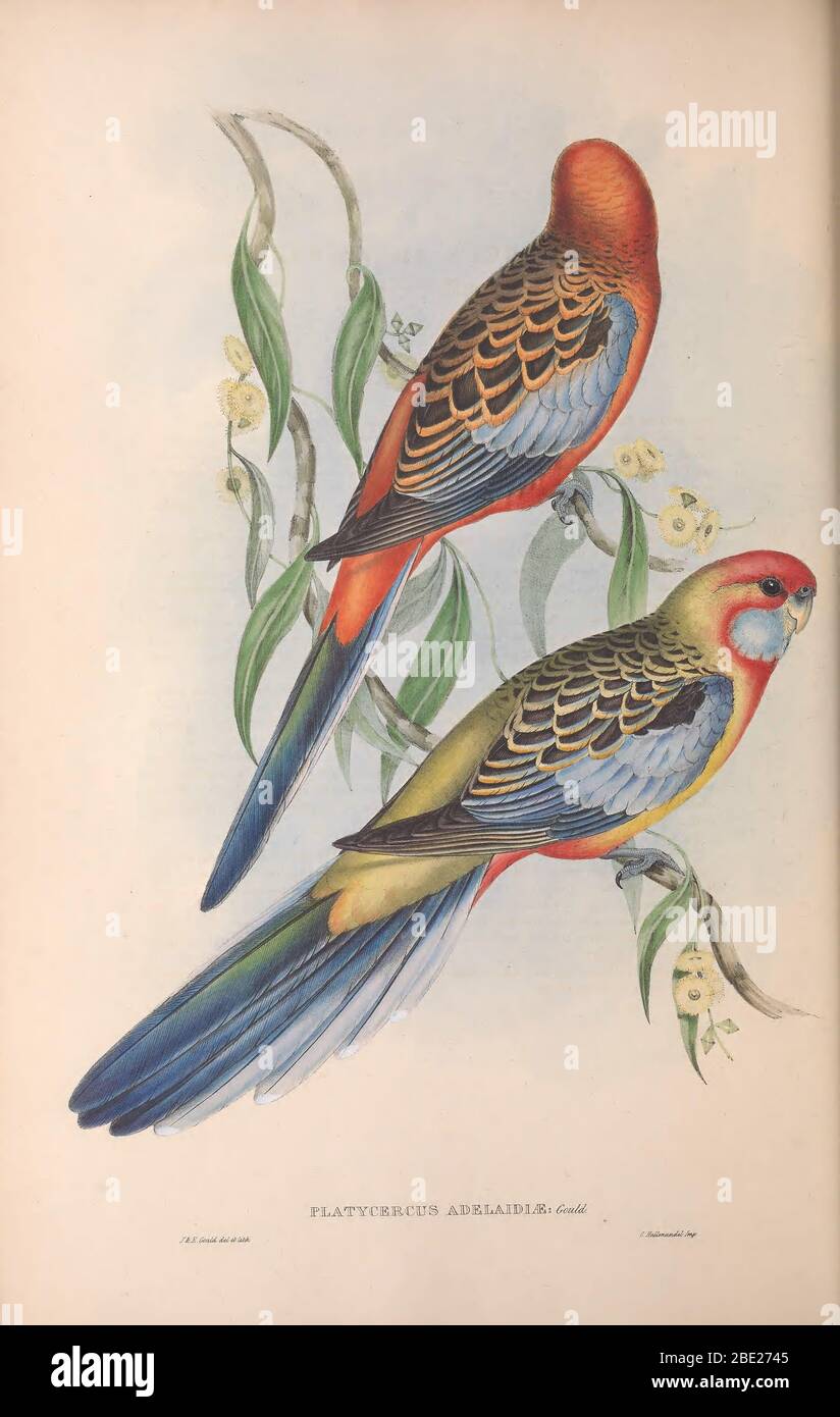 The birds of Australia By John Gould Stock Photo