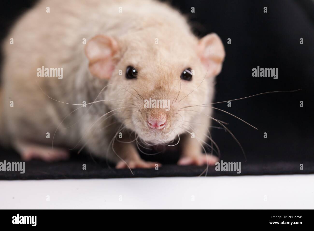 angry giant rat angry giant rat